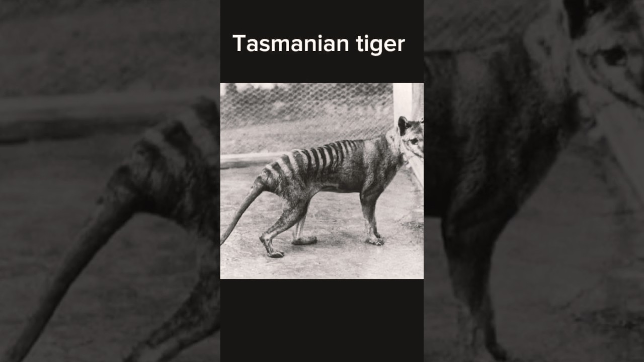 Last photos of extinct animals part 1