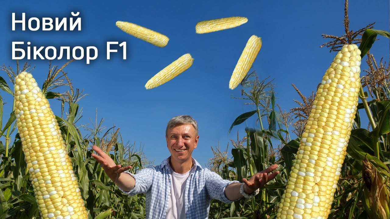 Новий Біколор F1: Рекордний качан, більше рядів, найніжніша кукурудза з фруктовим акцентом | МНАГОР