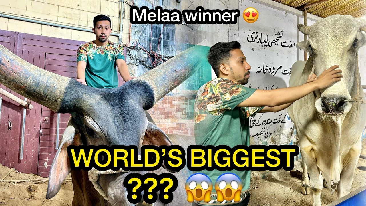 Wait is Over JDC 2025 Heavy Bulls Agai | Sibbi Melaa Winner’s 🥇😍