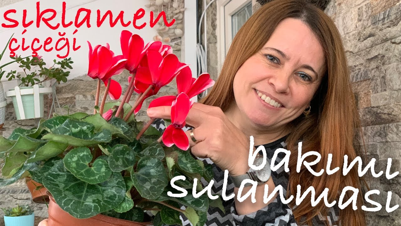 Sıklamen Çiçeği (Tavşan Kulağı) Bakımı, Sulanması, Sararması