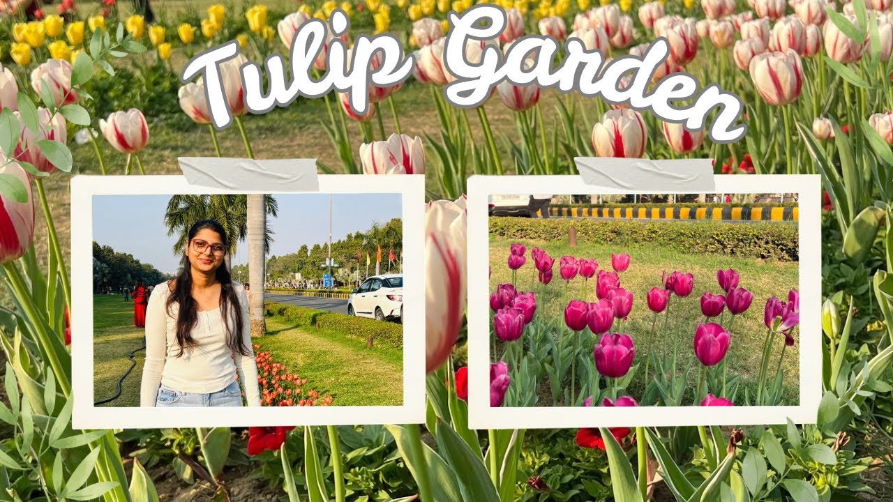 Delhi Tulip Festival | A Beautiful Day Among Flowers #tulip #delhi 
