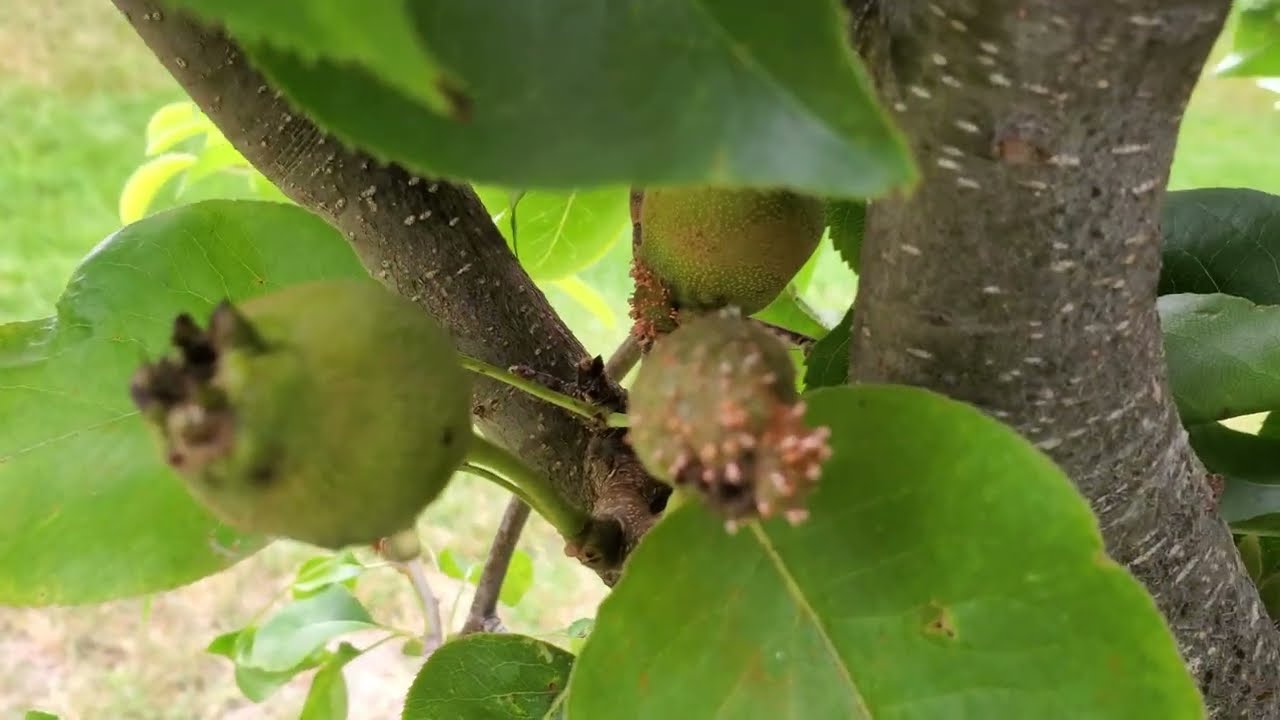 Asian Pear Problems