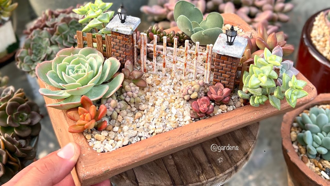 IDEIAS DE ARRANJOS COM CACTOS E SUCULENTAS PARA TE INSPIRAR 🍀