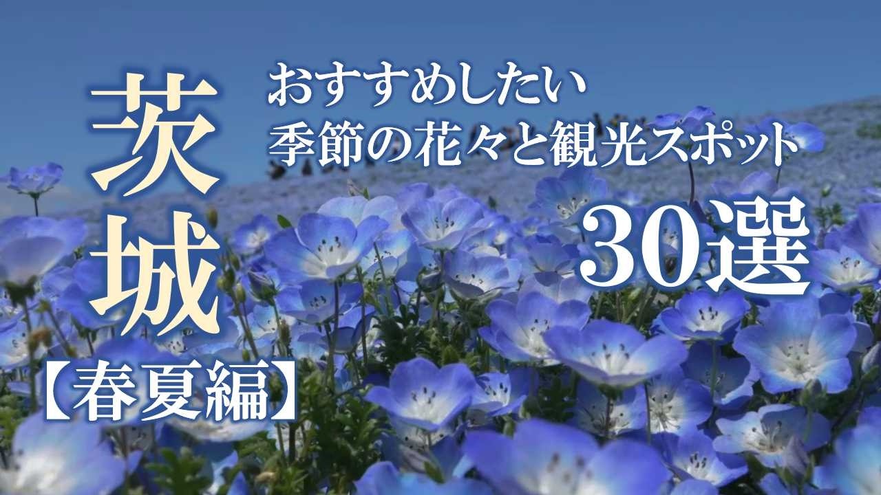 茨城　おすすめしたい季節の花々と観光スポット30選 ／ Ibaraki: 30 Recommended Seasonal Flowers and Tourist Spots