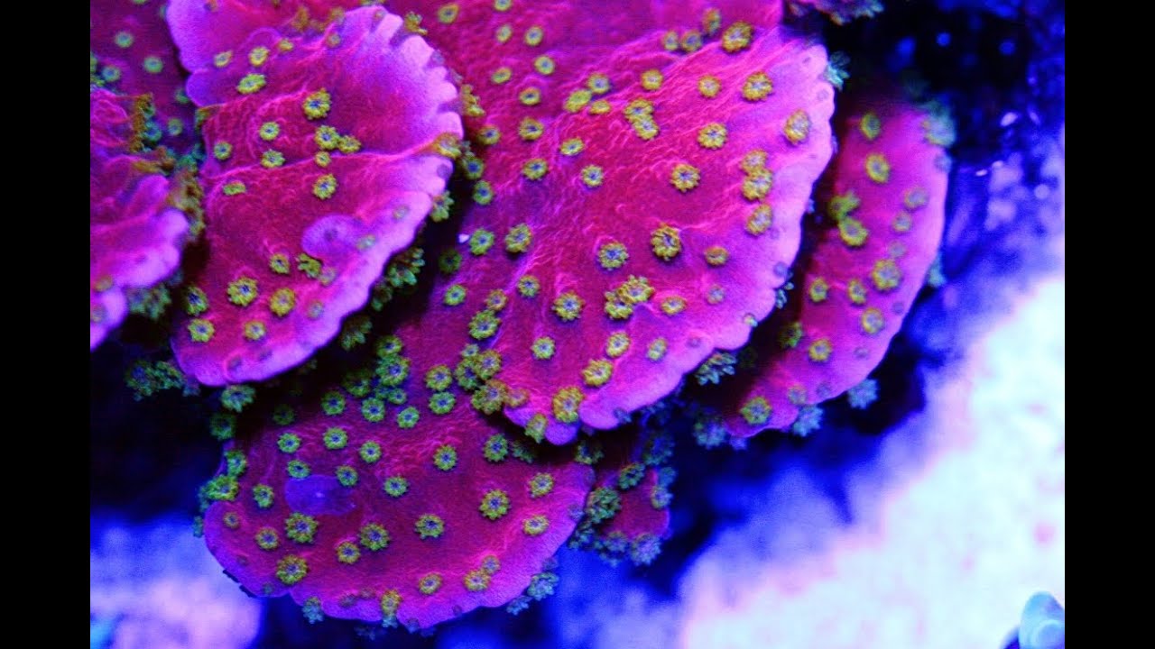 Уничтожение Тайри Заходящего Солнца Montipora Capricornis с помощью ножниц для кораллов