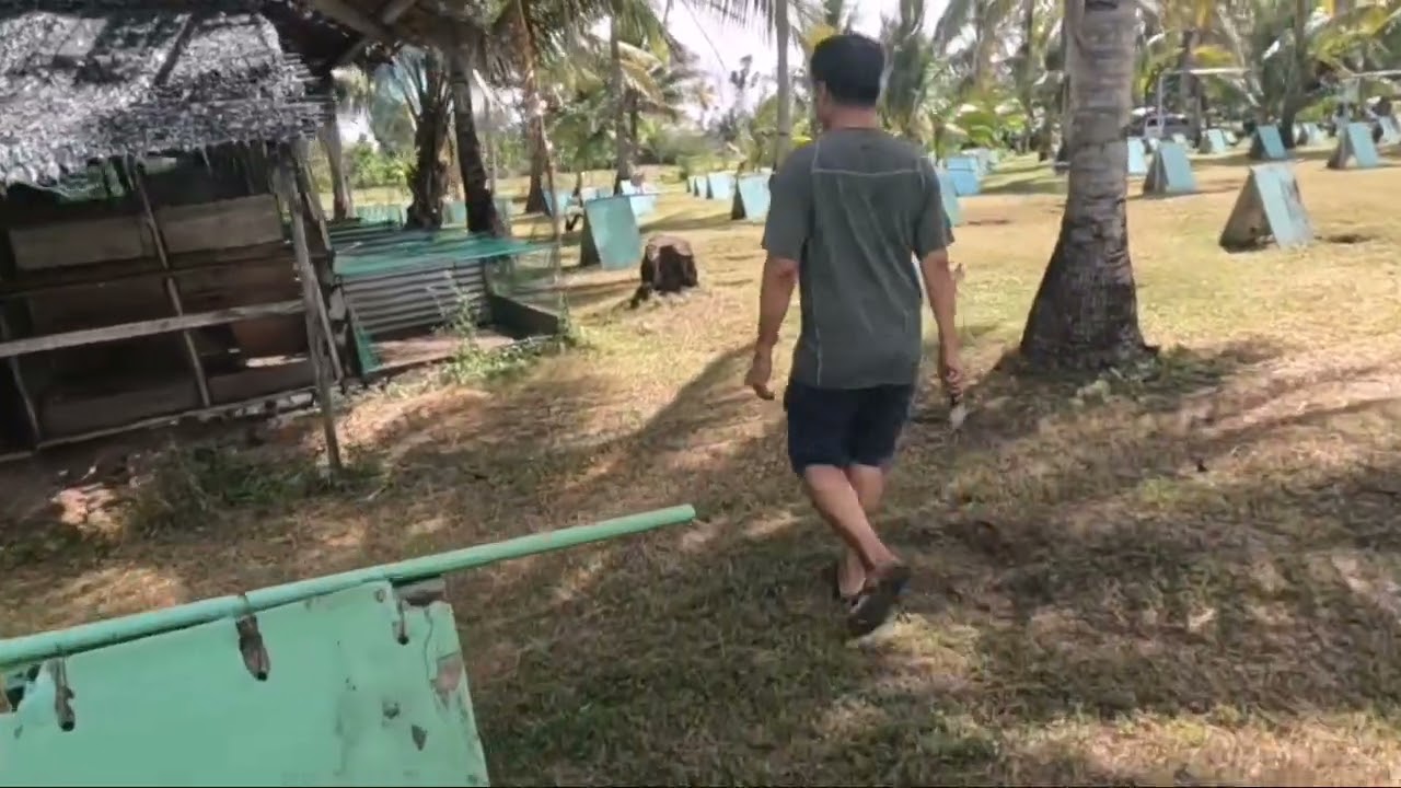 Sabong is life