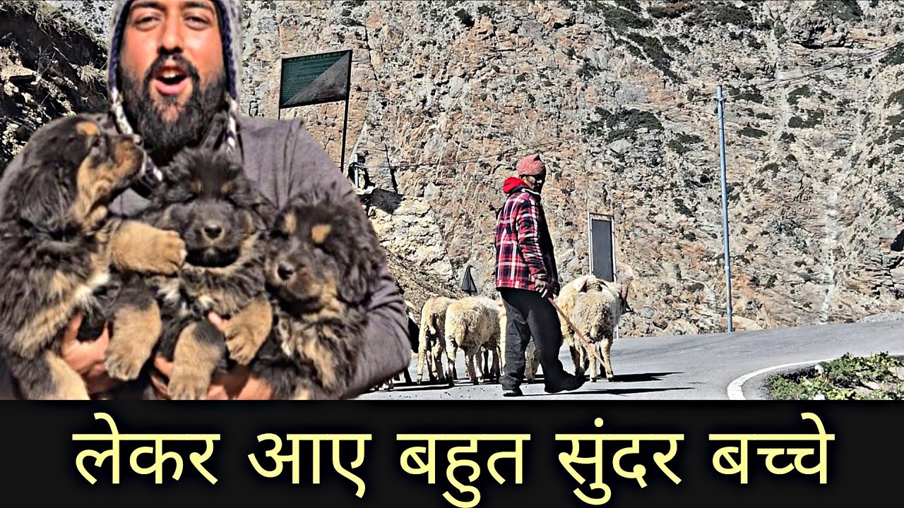 Щенок собаки Pure Old Line Bhotiya на продажу Щенок собаки Gaddi доступен в Уттаракханде, Уэйл