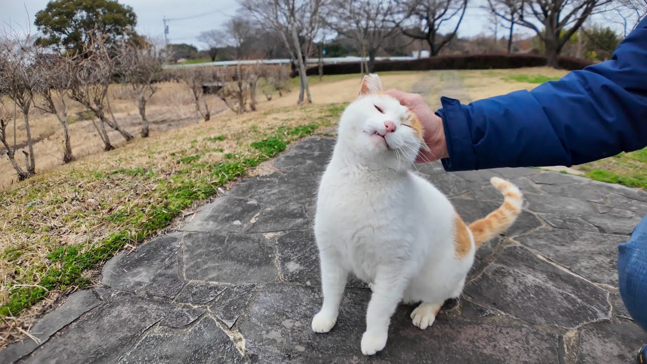 公園の猫ちゃん、顔を見るとお気に入りの東屋に駆け寄って行った