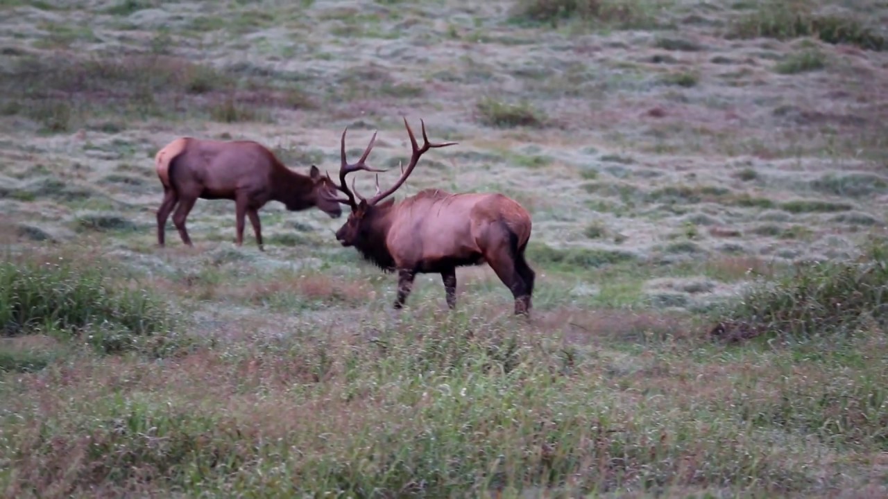 2016 Boxley Valley Elk - First Day