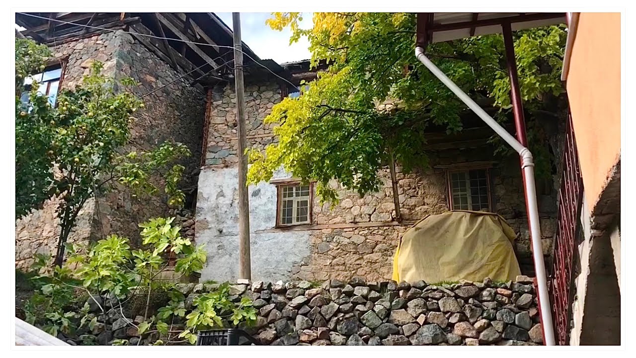 Doğduğum Eve Ziyaret | Güreşçi Boğalar | Kisporot Köyü