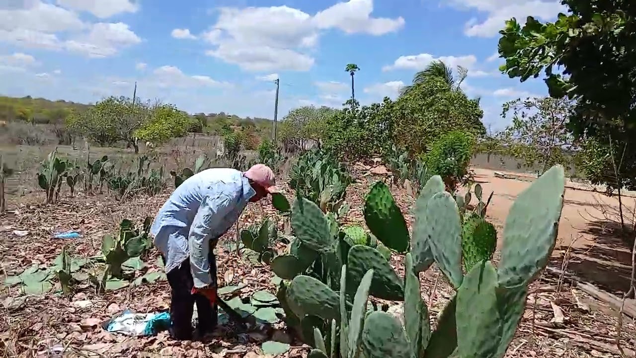 Irmão  dacio cortando palma para planta# sertão #roça #vida 