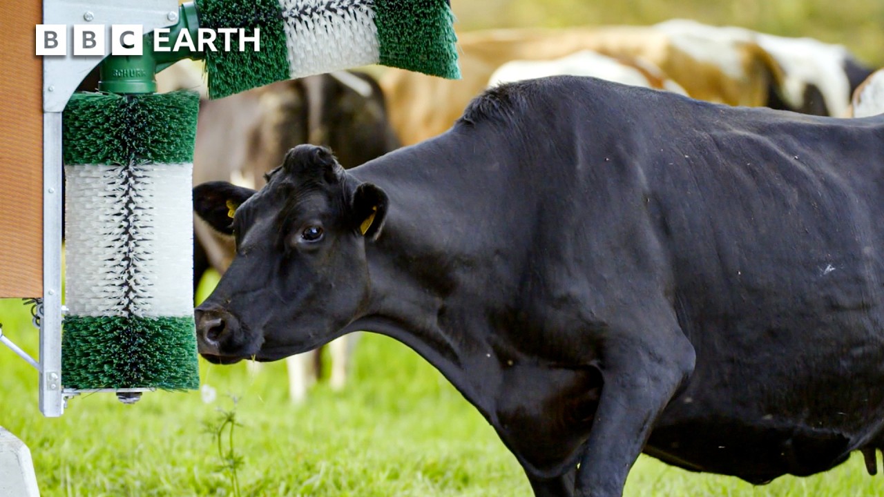 Surprisingly Clever Cows & Mischievous Goats | Secret Life of Farm Animals | BBC Earth