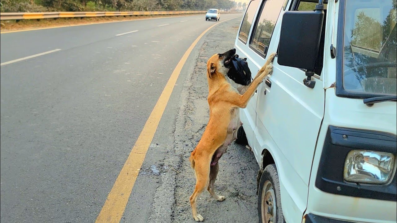She carried all her babies to our car… then brought a bag too 💔🐶