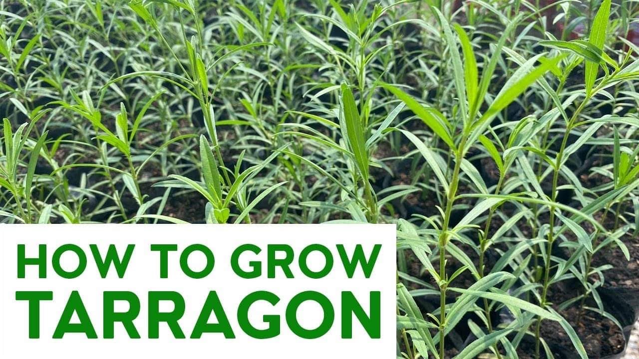 PAANO MAGTANIM NG TARRAGON (How to Grow Tarragon) l Carlo The Farmer ​