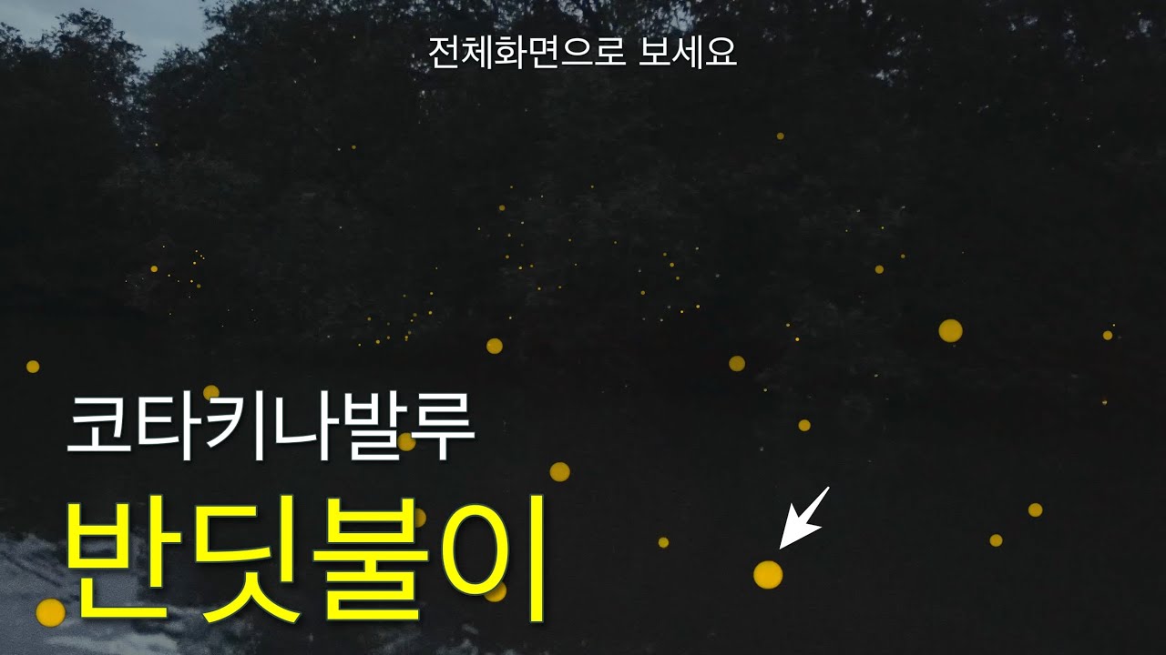 [코타키나발루] 몽환적이었던 반딧불이 투어 - 4K 영상 | Kota Kinabalu Firefly Tour