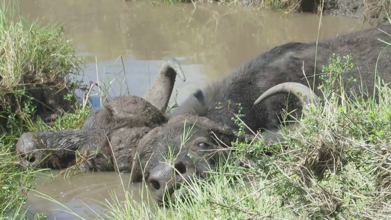 Buffalos lock horns and fall into a waterhole
