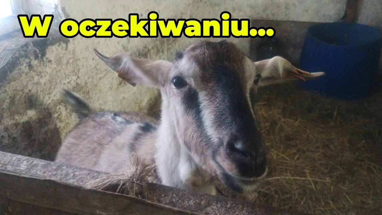 402. Koza tuż przed porodem 🐐 krótki obchód u zwierząt 🦆🐔🐤