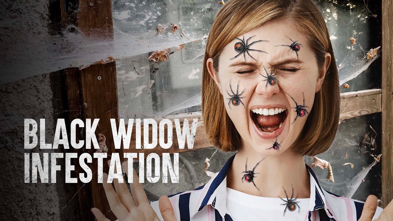How to Survive a Black Widow Infestation