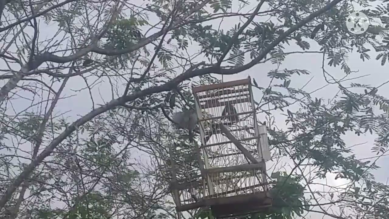 pegando golinha com al&ccedil;ap&atilde;o fazendo a soltura