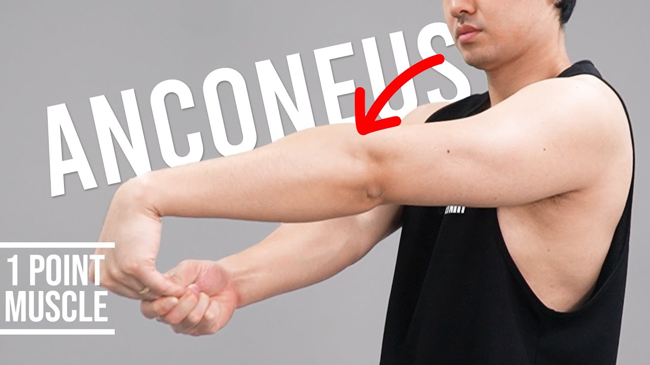 Elbow Pain, Tennis Elbow Syndrome｜Anconeus｜Hisdream Stretching Library