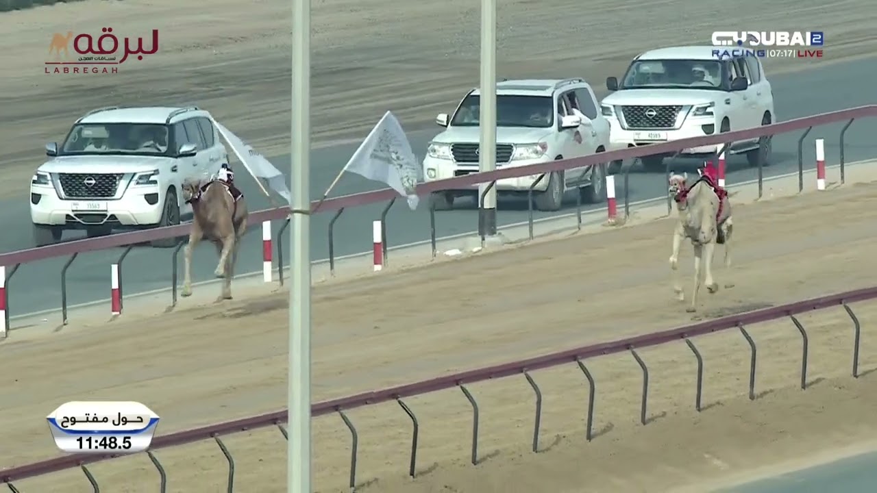 ملخص أشواط الحيل والزمول لأصحاب السمو الشيوخ (مهرجان ختامي المرموم التراثي) صباح 26-04-2025