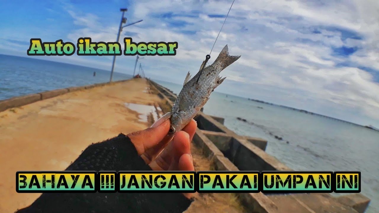 mancing di pelabuhan ambalat !! pakai umpan ikan belanak hidup
