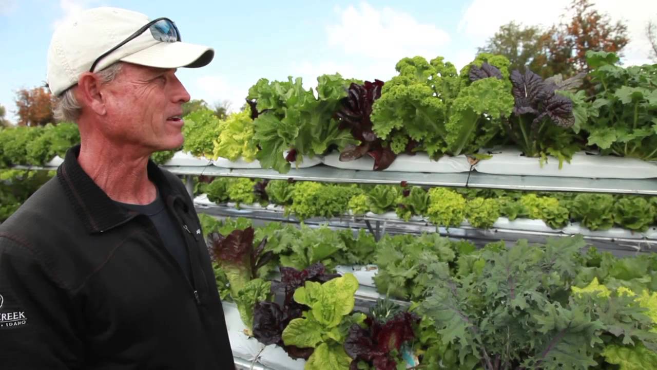 Hydroponic Lettuce Towers