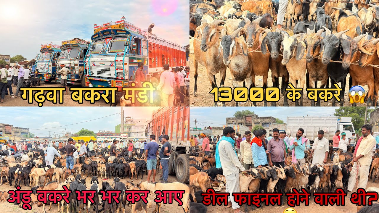  इतना सारा बकरा बकरी । गढ़वा मंडी फुल हो गए😱