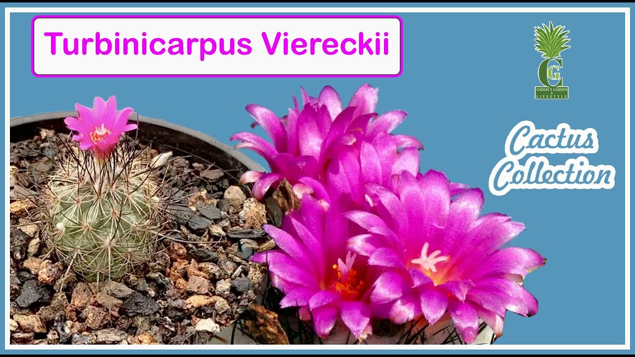 Turbinicarpus Viereckii (Cactus and Succulents)