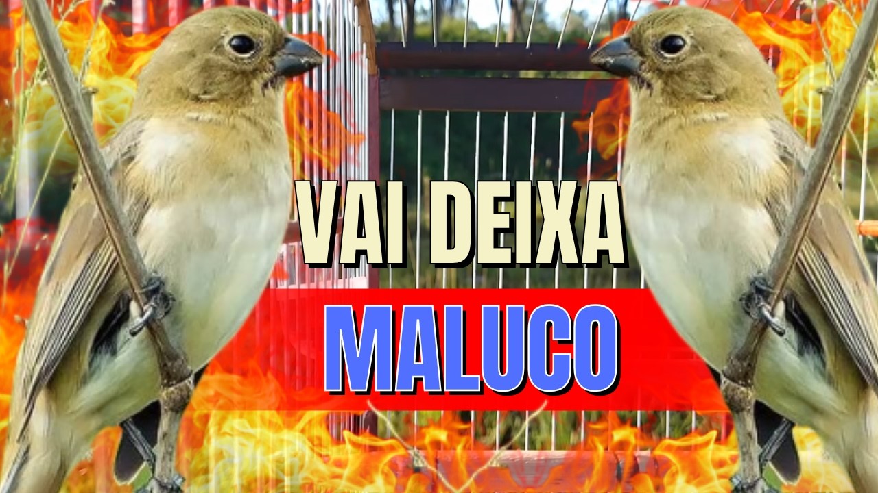 Melhor Piado de fêmea de papa capim para Foguear Papa capim tui tui