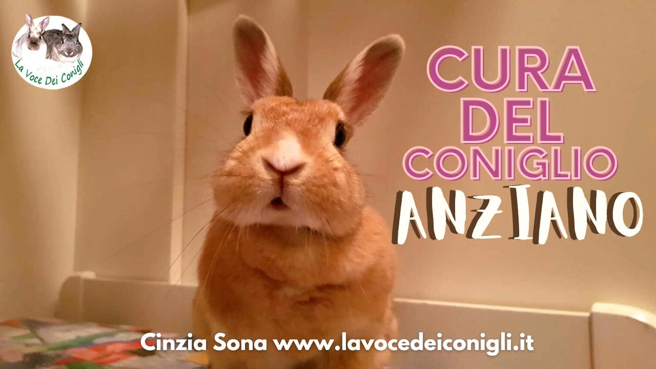 IL CONIGLIO ANZIANO (cure ed attenzioni)