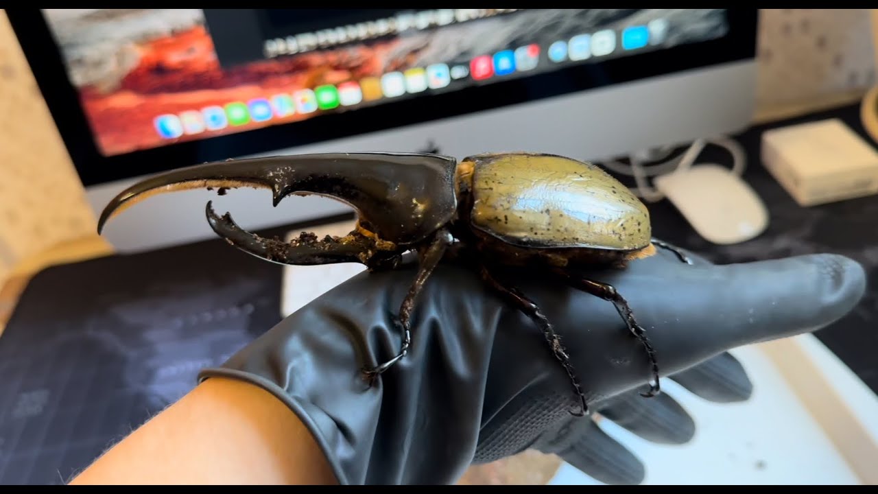 Жук геркулес.Содержание в домашних условиях . Dynastes Hercules beetle . subtitles