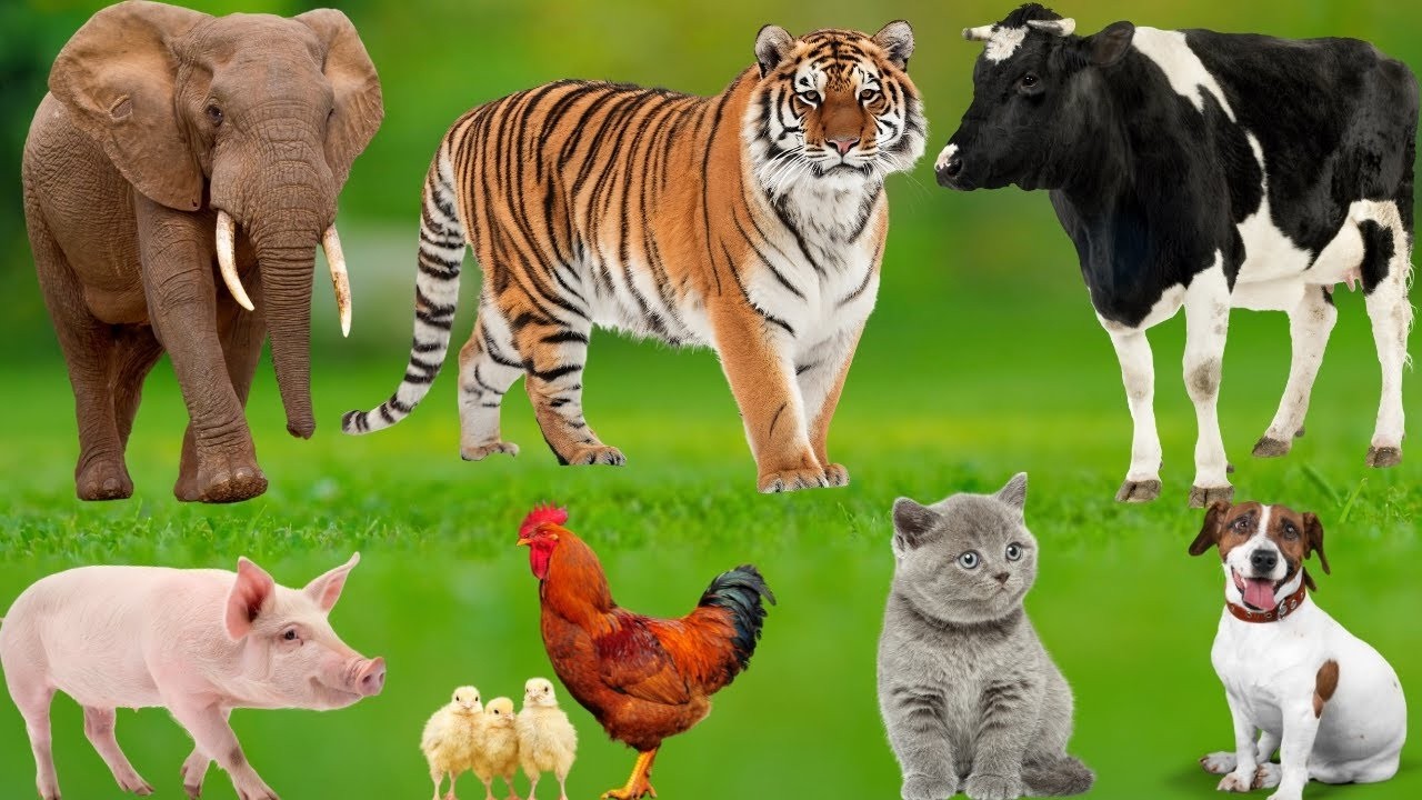Farm Animal Compilation: Cat, Cow, Sheep, Dog, Chicken, Horse, Elephant — Farm Animal Sounds