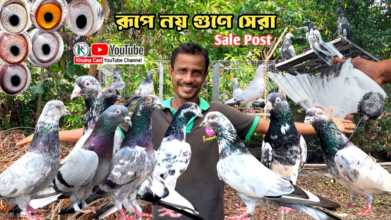 রূপে নয় গুণে সেরা উড়ানোর জন্য পারফেক্ট কবুতর বিক্রয় হইবে।। #pigeon #kabutar #teddykabotar 
