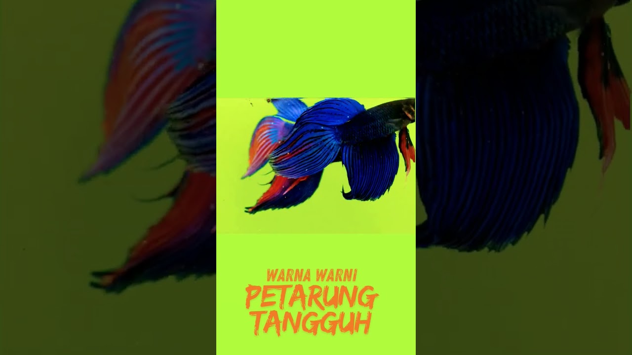 Ikan Cupang II Para Petarung Tangguh