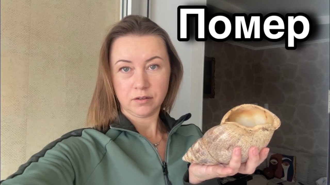 Помер равлик. Поховали вдома☦️ Найпопулярніший равлик ютубу пішов назавжди 🐌 - JessLifePets