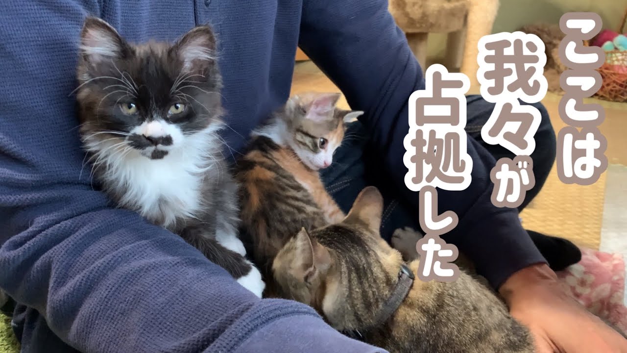 休日のパパにベッタベタに甘えて動きを封じ込める子猫たち