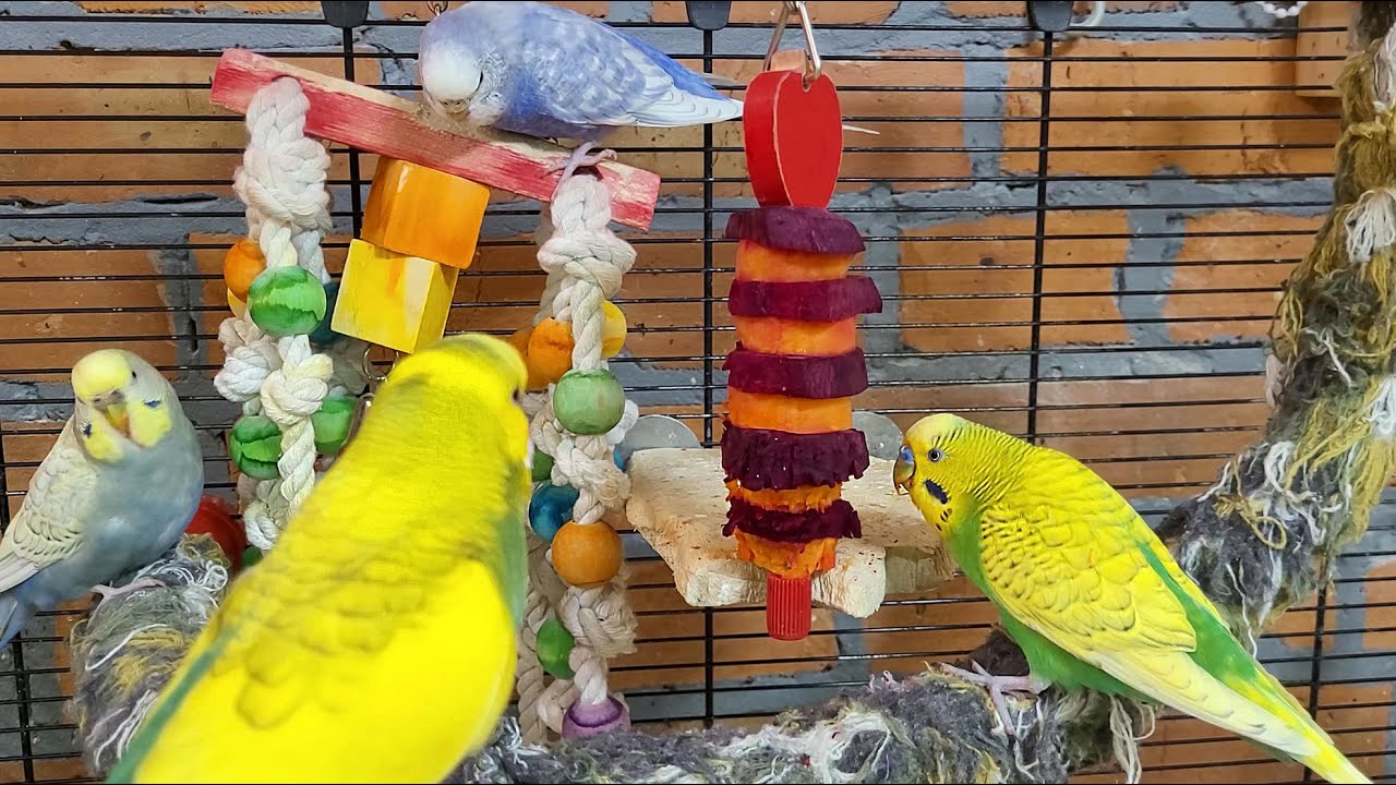 budgie parakeet sounds for relaxation