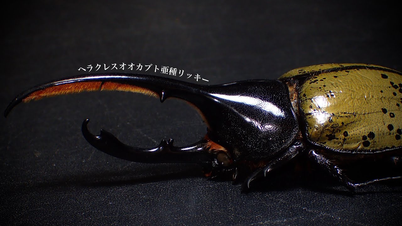 ヘラクレスオオカブト 野外品リッキーのその後 幼虫管理【カブトムシ飼育】
