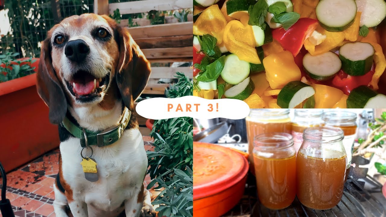 Best Winter Vegetables for Senior Dogs - Pt. 3 #healthydogfood