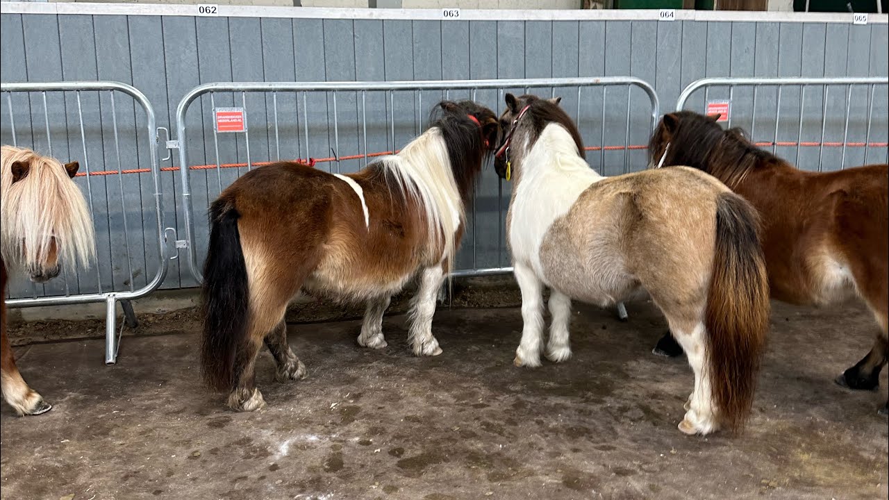 Versteigerung von über 100 Shetlandponys 😱😱