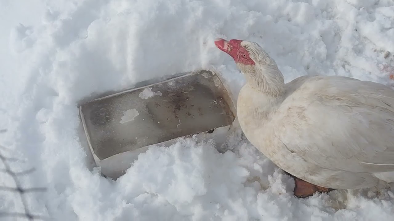 Poultry drinks water in winter.