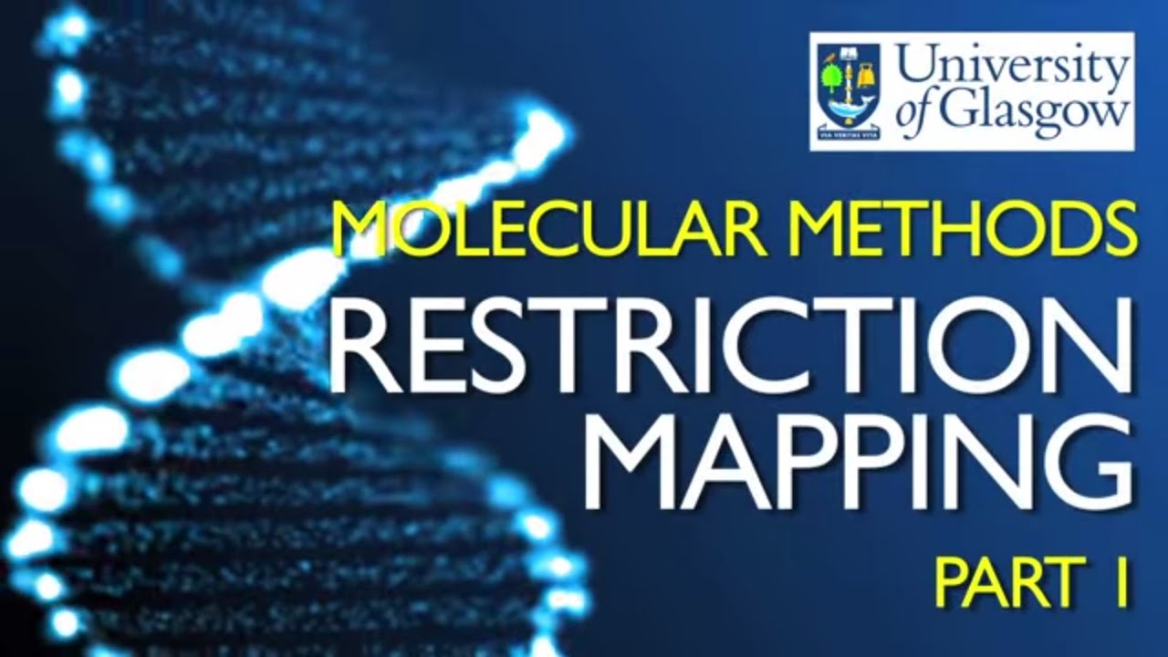 Restriction Mapping 1