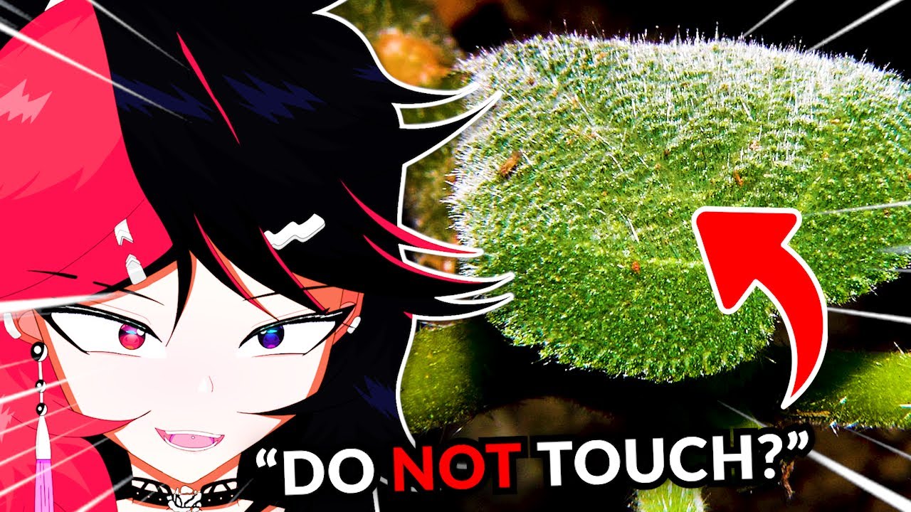 Even the PLANTS are now HORRIFYING in Australia! (MoreParz React)