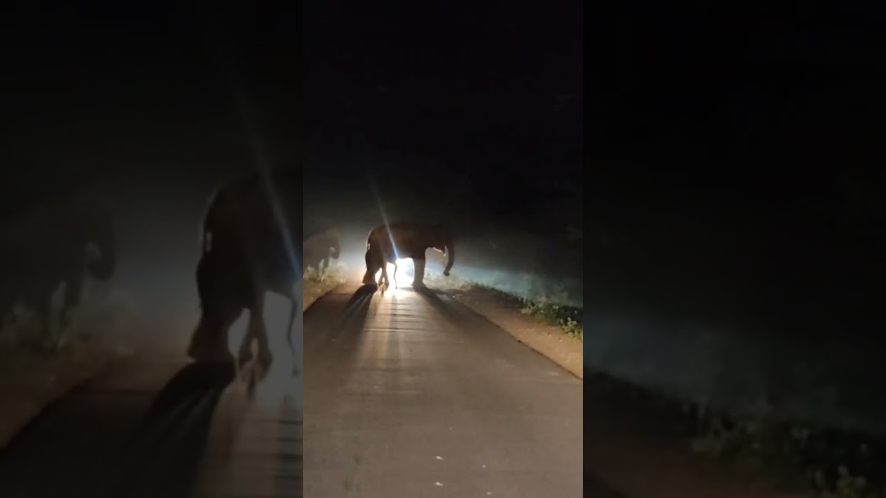 elephant crossing zone #elephant #munnar #travel #travelvlog #elephantattack #viral #animalcrossing