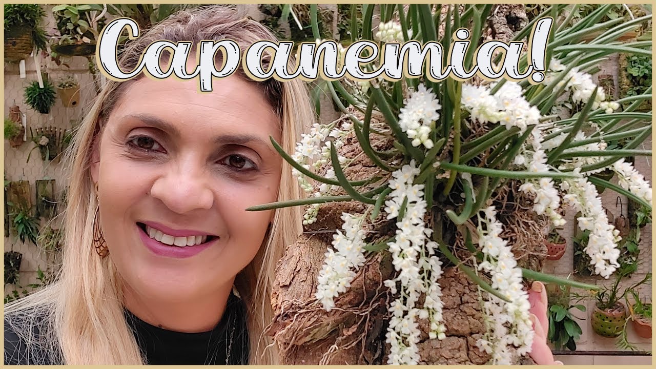 Capanemia superflua - Floração e Cultivo!