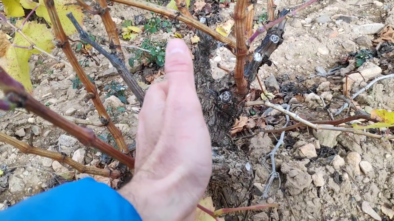 Trabajos pre poda en viña, final de la trilogía