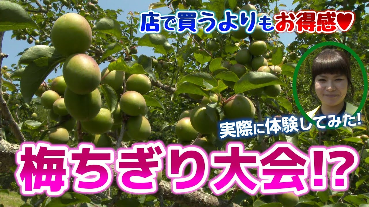 南高梅ちぎり体験（宮崎県日南市）