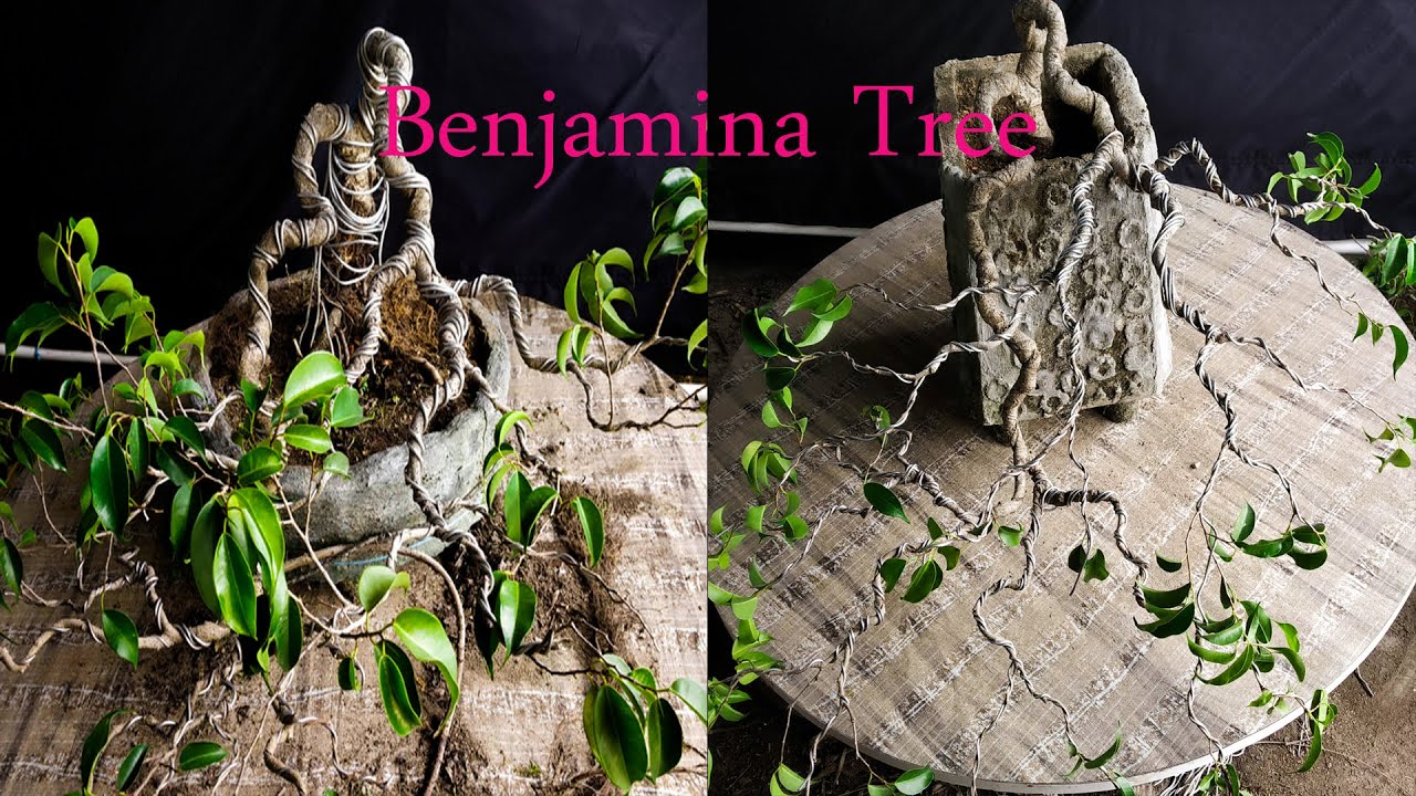 Waterfall Bonsai Tree Design//Samaresh Bonsai//2023//