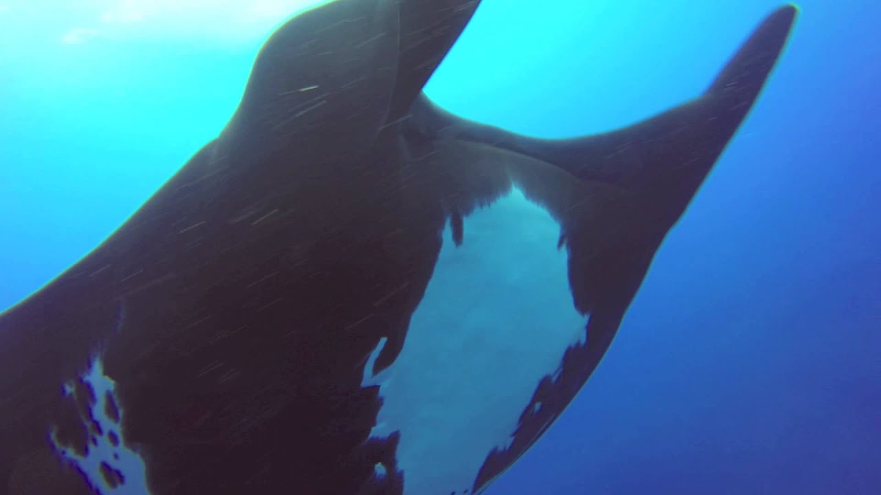 REVILLAGIGEDOS and BAJA 2014